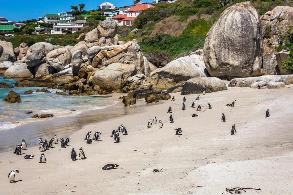 Boulders Beach penguin colony — getting there, what it costs, and when to go
