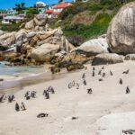 Boulders Beach penguin colony — getting there, what it costs, and when to go