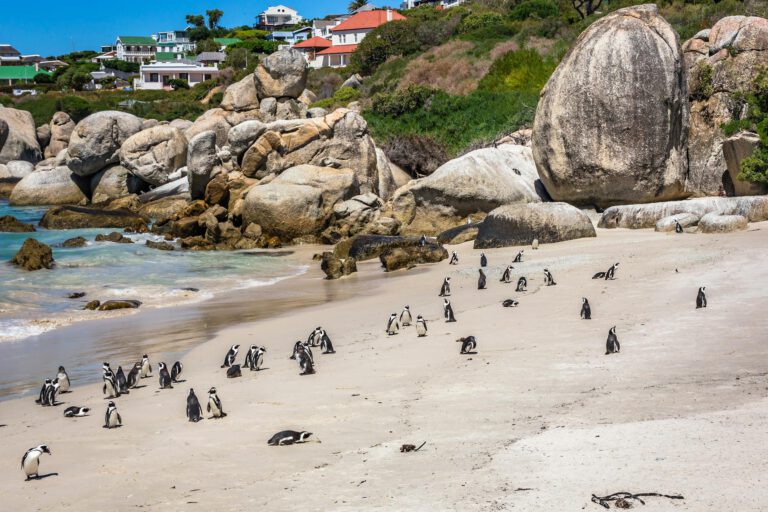 Boulders Beach penguin colony — getting there, what it costs, and when to go