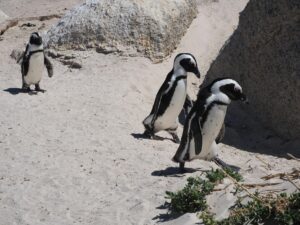 Boulders Beach Penguins: How to See the Colony Without the Tour Bus