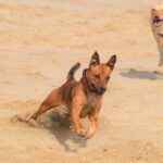 Dog Parks, Beach Runs & The Cape Town Dog-Owner Social Scene
