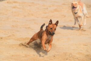 Dog Parks, Beach Runs & The Cape Town Dog-Owner Social Scene