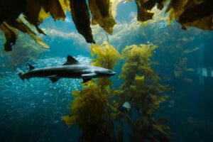 Cape Town Scuba and Freediving Guide for Nomads