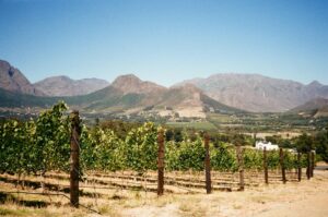 Franschhoek Wine Day Trip: The Nomad’s Realistic Playbook