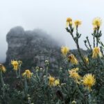 Kirstenbosch Botanical Gardens: A Nomad’s Visit Guide