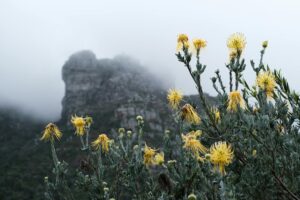 Kirstenbosch Botanical Gardens: A Nomad’s Visit Guide